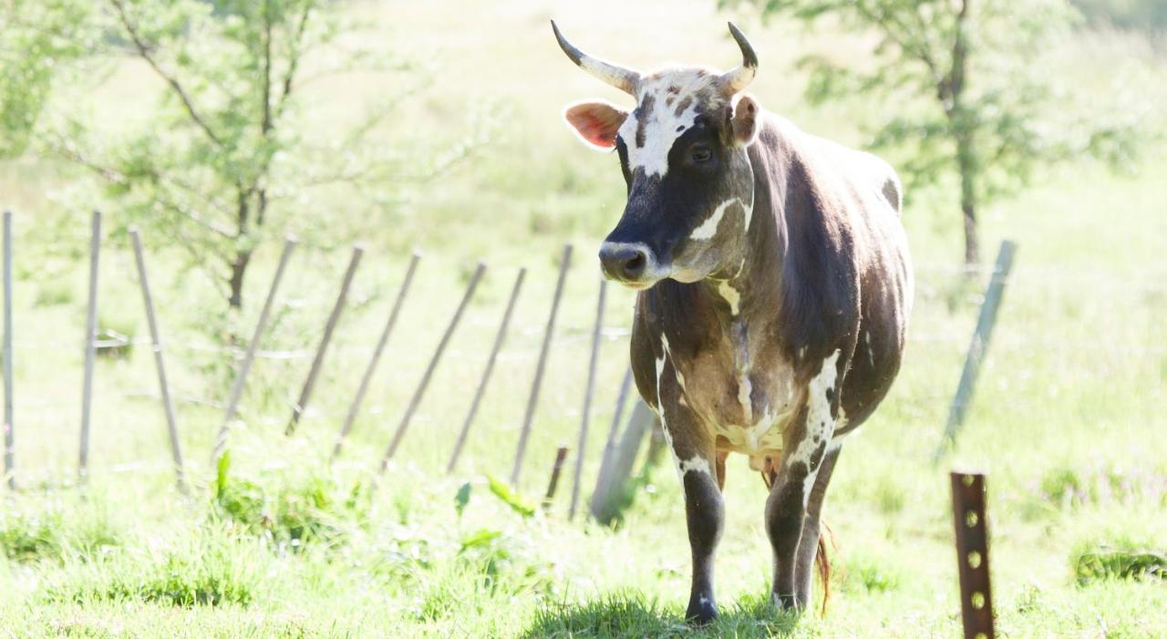 Rozendal Stay Stellenbosch Zewnętrze zdjęcie